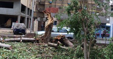 بالصور.. مذبحة أشجار بمدينة الصحفيين فى حى المهندسين بالجيزة