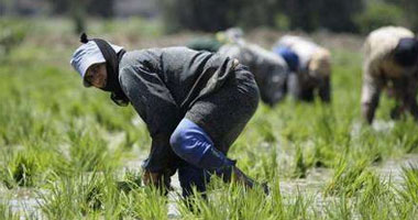 منع زراعة الأرز يثير أزمة بالوادى الجديد