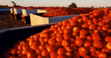 باحثون ينجحون فى تحويل الطماطم التالفة إلى طاقة كهربائية