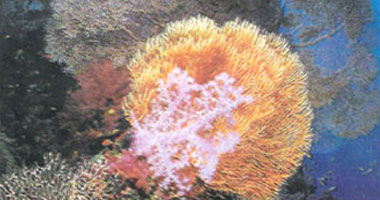 علماء يقلدون حيوان المرجان فى حماية الإنسان من أشعة الشمس 