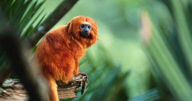 بالصور.. أنواع القرود المهددة بالانقراض فى العالم
