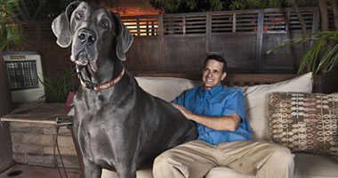 بالصور.. أكبر كلاب فى العالم 