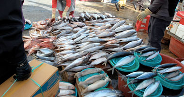 إغلاق بورصة أسماك كفر الشيخ بسبب اشتباكات التجار أمس الأول
