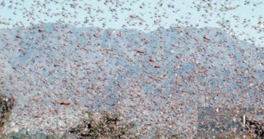 زراعة أسوان: محاصرة تجمعات الجراد فى 431 فدانا