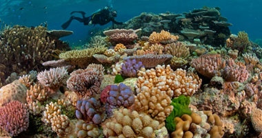 التجريف يثير قلق المدافعين عن البيئة بشأن الحاجز المرجانى الأسترالى