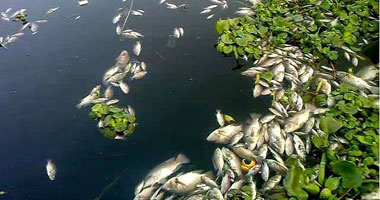 بالصور.. تفاقم أزمة تلوث المياه ونفوق الأسماك بالبحيرة 