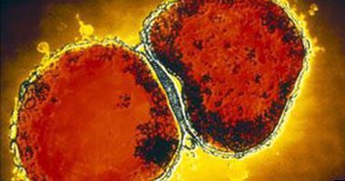 طبيب فرنسى: القضاء على البكتيريا والفيروسات يبدأ بالعناية بالجلد