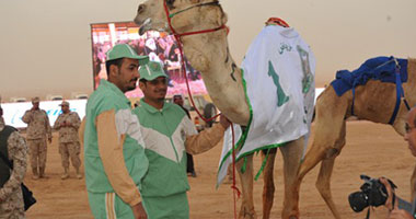 الأحد.. القبائل العربية تنظم مهرجان سباق جِمَال بـ"إسنا" جنوبى الأقصر