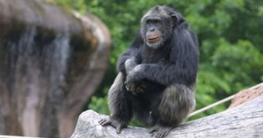 مرة أخرى.. محكمة أمريكية ترفض منح الشمبانزى حقوقا قانونية