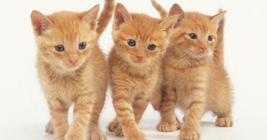 صحيفة هندية تقدم 4 خطوات للتعامل مع قطط المنازل