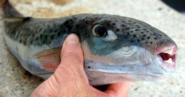 تعليمات مشددة لمنع تداول أسماك القراض بالسويس 