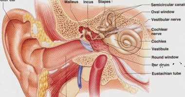  الشعور بالدوار يكون نتيجة لخلل فى القنوات الهلالية بالأذن الداخلية