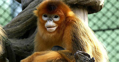 الصين تنشئ مركز أبحاث لحماية القرود الذهبية النادرة 