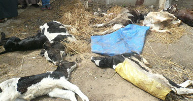 غلق أسواق الماشية بالجيزة ودفن الحيوانات النافقة بسبب الحمى بشبرامنت