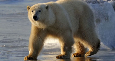 الدب القطبى يسترخى فى الغروب بعد يوم صيد شاق