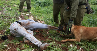 بالصور.. كلب تابع للجيش الإسرائيلى يهاجم متظاهرا فلسطينيا