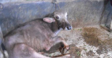حملة ببورسعيد لتحصين الماشية ضد حمى الوادى المتصدع