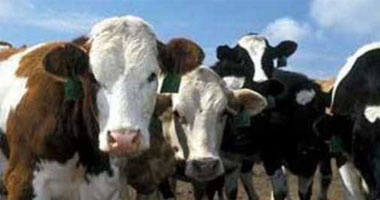 كوريا الجنوبية تجرى حملة تطعيم لجميع الماشية ضد الحمى القلاعية
