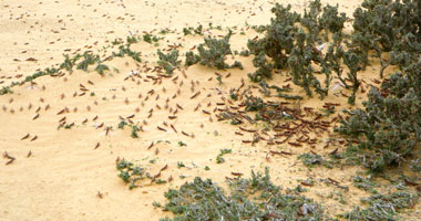 بالفيديو.. هجوم أسراب الجراد الزاحف على مناطق مصر الحدودية بسيناء