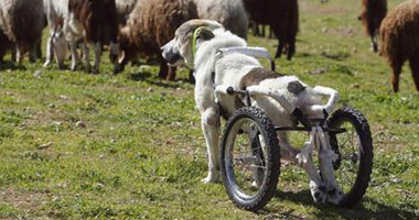 الأردن يزود كلبا بعجلات لتسهيل حركته بعد إصابته فى العمود الفقرى