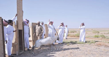 البدو الرحل يبدأون التصويت فى الانتخابات الرئاسية فى الجزائر