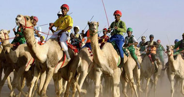 هجن الوادى الجديد تحصد المراكز الأولى فى سباق مهرجان الهجن بالأقصر