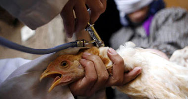 21 مليون جرعة لقاح لاستكمال تطعيم الماشية والطيور ضد الأمراض الوبائية