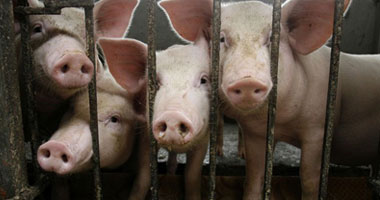بلغاريا: بناء سياج على الحدود مع رومانيا لمنع انتقال "حمى الخنازير الأفريقية"