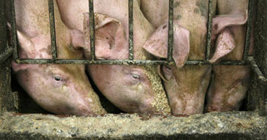 إجتماع بوزارة الزراعة الفرنسية لإستئناف إقامة سوق لحوم الخنازير 