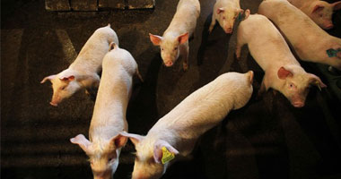 وفاة امرأة مصابة بأنفلونزا الخنازير فى الهند