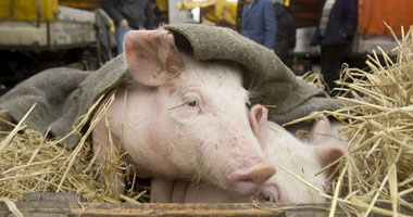 4 وفيات جديدة بسبب أنفلونزا الخنازير فى كندا
