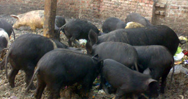 الجيزة تدرس استبدال تربية الخنازير بالخراف والماعز