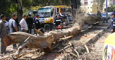 إصابة سائق أثر سقوط شجرة على ميكروباص بشارع الجامعة 