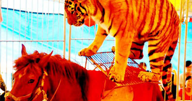 بالصور.. عروض غريبة للحيوانات رغم حظر الحكومة الصينية لها