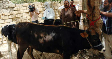 الخدمات البيطرية: 1564 رأس ماشية مصابة بالحمى القلاعية منذ بداية العام