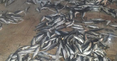 ضبط كميات من الأسماك والكبدة المنتهية الصلاحية فى حملة تموينية بدمياط
