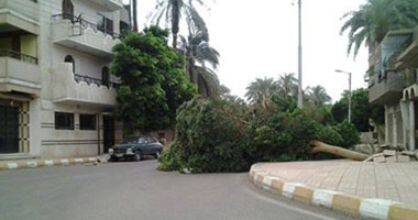 الحماية المدنية تزيل أثار سقوط شجرة فى شارع الهرم