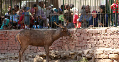 "الزراعة" تفتتح أول حديقة حيوان للأطفال بالجيزة احتفالا بشم النسيم