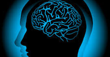 علماء يكتشفون طرق المخ فى تخزين المعلومات وتكوين الذكريات