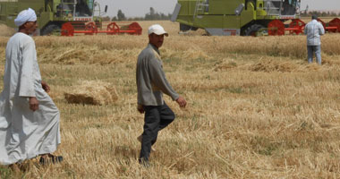 "زراعة الشرقية": نطمح لزيادة مساحات القمح إلى 430 ألف فدان هذا العام