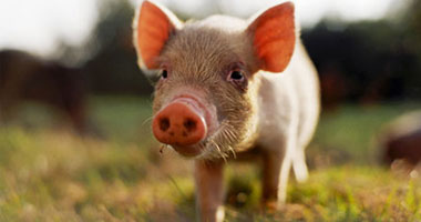 طفرة طبية.. علماء يستخدمون خلايا الخنزير لعلاج انفصال المرىء عند الأطفال