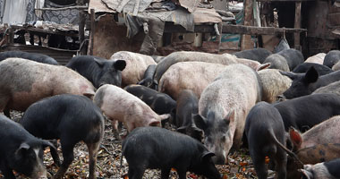حمى الخنازير الأفريقية تتفشى مجدداً فى روسيا