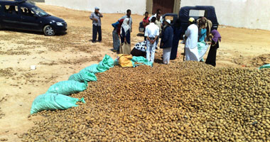 الزراعة ترفض دخول 100 طن تقاوى بطاطس للبلاد لعدم مطابقتها للمواصفات