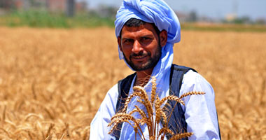 "الزراعة": توريد القمح للحكومة يتجاوز حاجز المليون طن