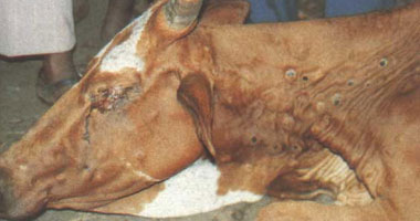 الزراعة: تحصين أكثر من 1.6 مليون رأس ماشية ضد مرض الجلد العقدى وجدرى الأغنام