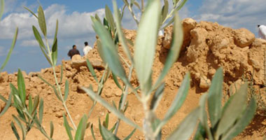 مستوطنون إسرائيليون يقطعون 60 شجرة زيتون مثمرة جنوب نابلس