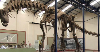 اكتشاف أكبر ديناصور فى العالم بصحراء الأرجنتين بطول 40 مترا