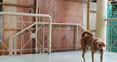 "بيطرى بنى سويف": إعدام 638 من الكلاب الضالة باستخدام مادة سامة