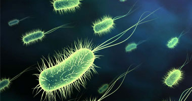 المنجنيز أحدث علاجات بكتيريا "الإيكولاى"