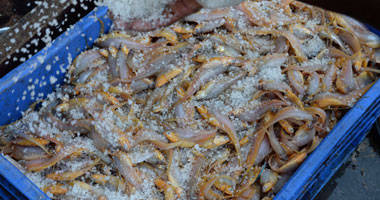 بدء عمليات تجفيف الأسماك فى مومباى قبيل هبوب الرياح الموسمية